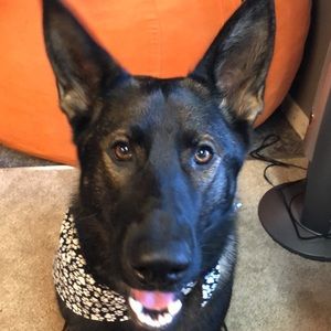 Meet your Posher, Carter